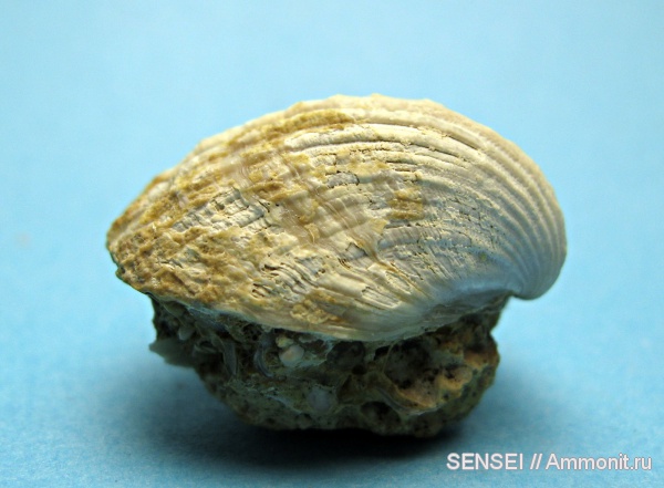 неоген, двустворчатые моллюски, Cardiidae, Кубань