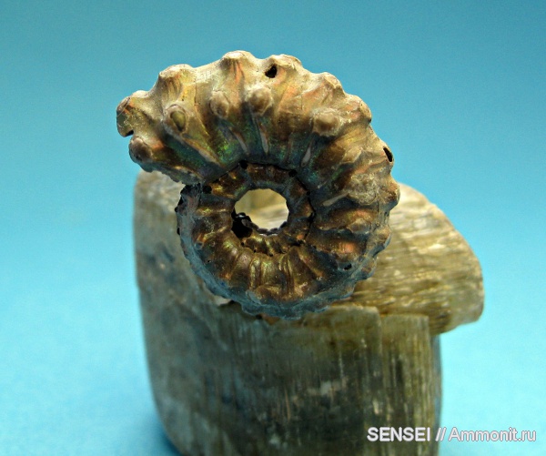 юра, Kosmoceras gemmatum, Jurassic