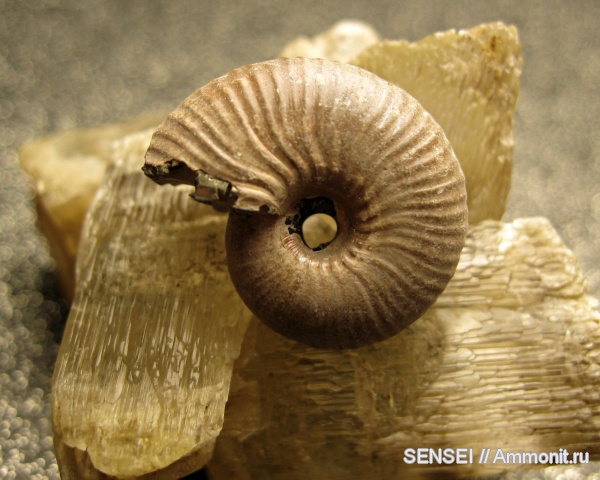аммониты, Funiferites, Ammonites