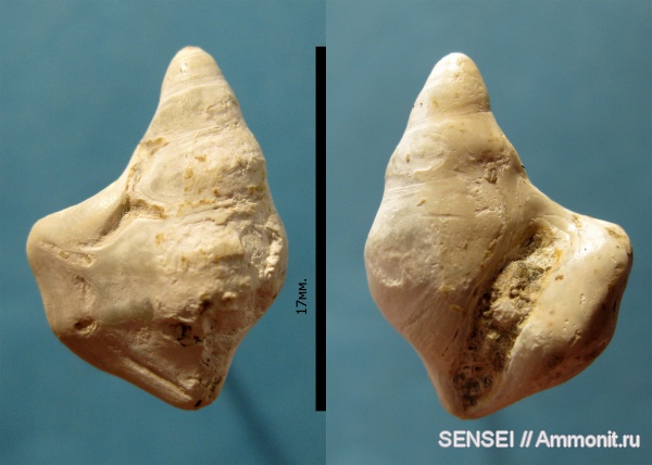 миоцен, брюхоногие моллюски, Aporrhais, Кубань, Aporrhaidae