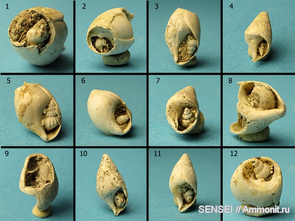 гастроподы, неоген, Кубань, Nassariidae, Melanopsis, Trochidae, Cerithiidae, Nuculanidae