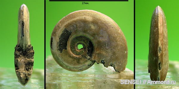 Михайлов, Brightia, Hecticoceratinae, Brightia subinvoluta