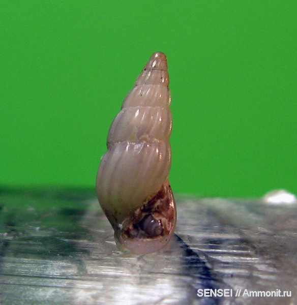 гастроподы, неоген, Кубань, Rissoina