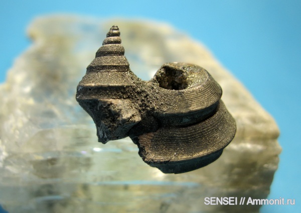 гастроподы, Aporrhaidae, Bicorempterus