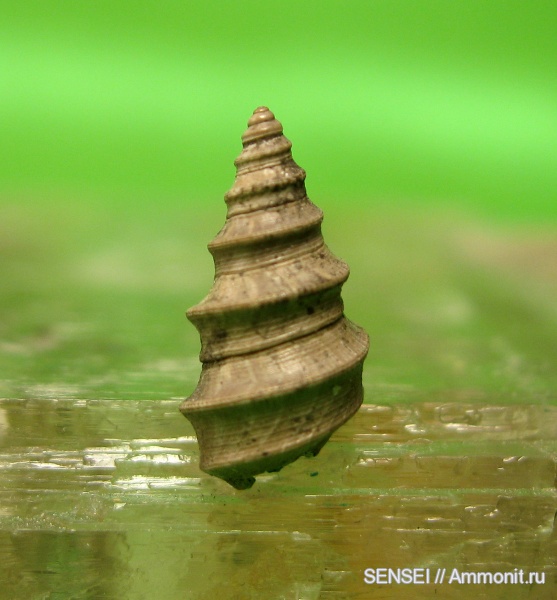 гастроподы, Dicroloma