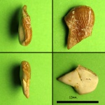 Фрагмент зуба рыбы?