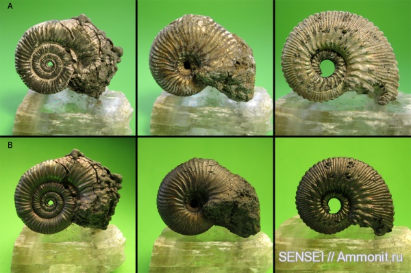 аммониты, пиритовая болезнь, Ammonites, парафинизация
