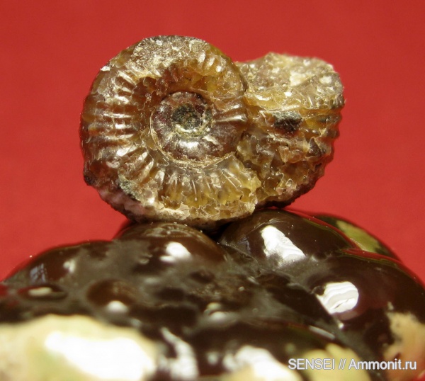 моллюски, мел, апт, р. Пшеха, Aptian, Cretaceous