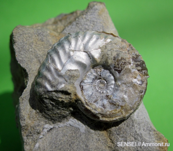 аммониты, юра, кимеридж, Ammonites, Sutneria, Aspidoceratidae, Aspidoceratinae, Kimmeridgian, Jurassic, Upper Jurassic
