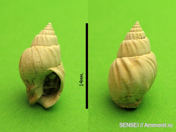неоген, Кубань, Nassariidae, nassarius  praepodolicus