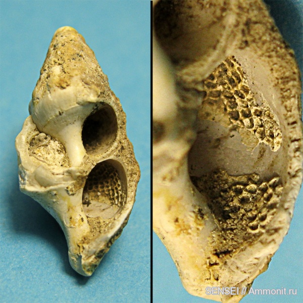 неоген, Cerithium, Кубань, Cerithium cattleyae, Epizoans