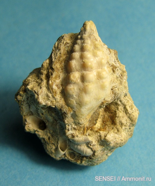 неоген, Serpulidae, Кубань, Cerithium cattleyae