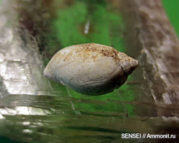 гастроподы, неоген, Кубань, Melanopsidae