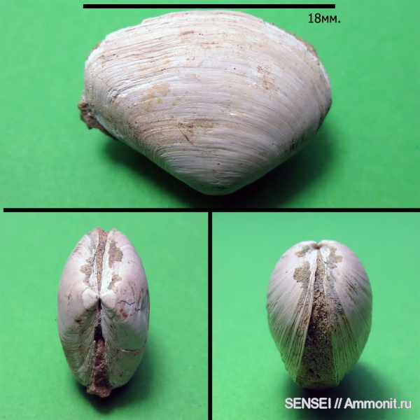 неоген, двустворки, Mactra, Кубань, Mactridae