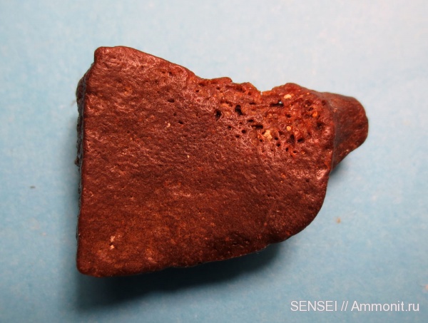 неоген, черепахи, Кубань