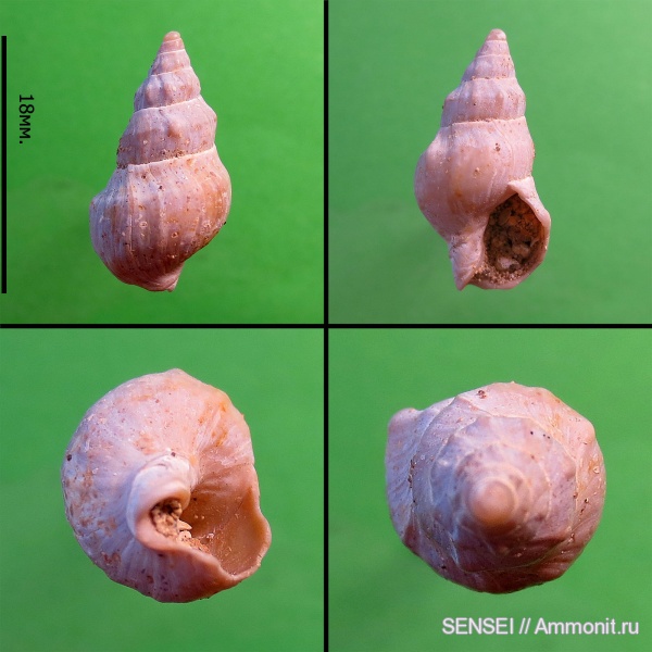 гастроподы, неоген, Dorsanum, сармат, Кубань