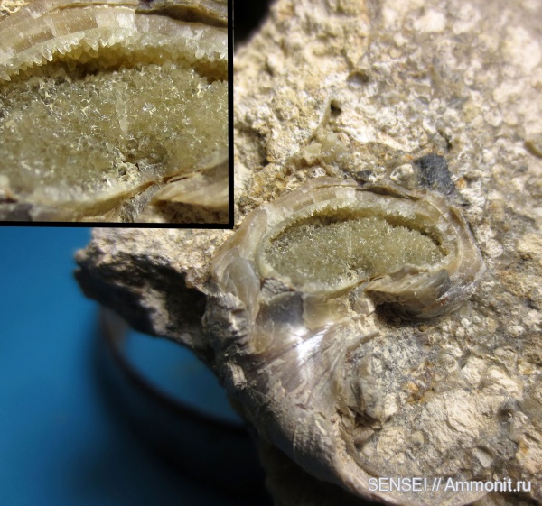 гастроподы, неоген, сармат, Barbotella intermedia, Кубань