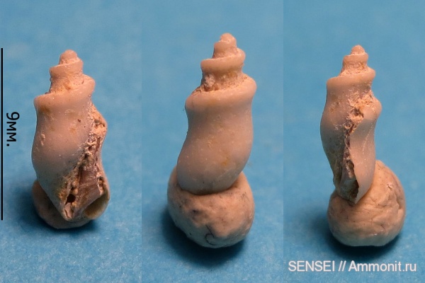 гастроподы, неоген, сармат, Кубань, Bullidae