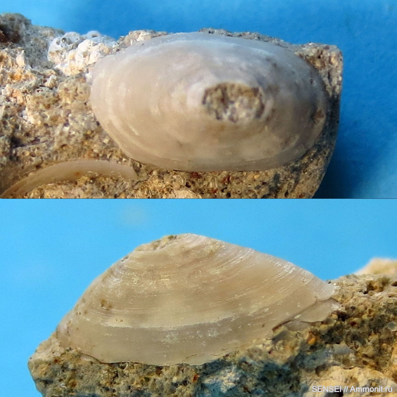 Acmaea. Гастроподы.