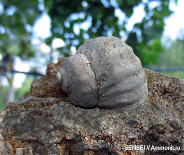 неоген, Barbotella intermedia, Кубань, Trochidae