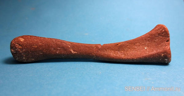 неоген, млекопитающие, Phoca, Кубань