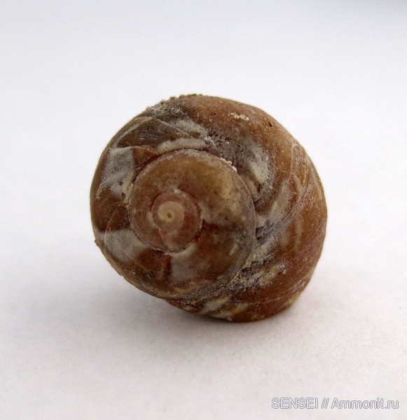 прижизненная окраска, сармат, Кубань, Trochidae, Trochus, Trochus rollandianus