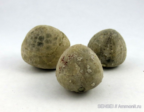 кампан, Campanian