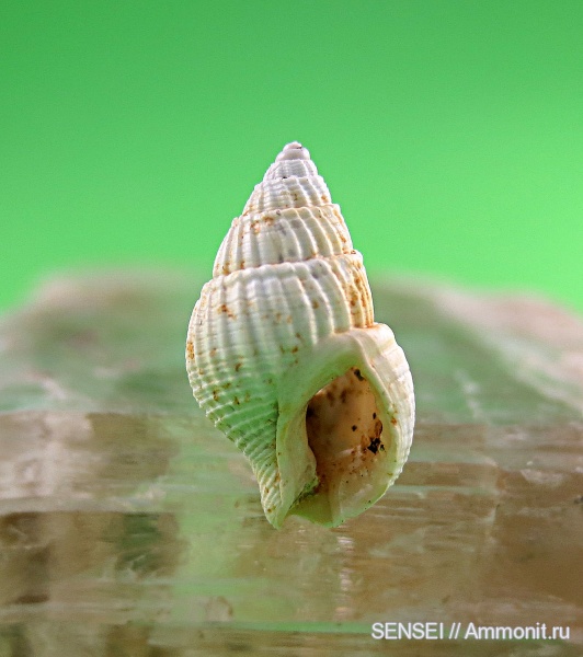 Кубань, Nassariidae, Nassarius