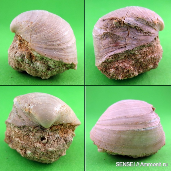 прижизненные повреждения, Mactra, сармат, Кубань, Mactridae