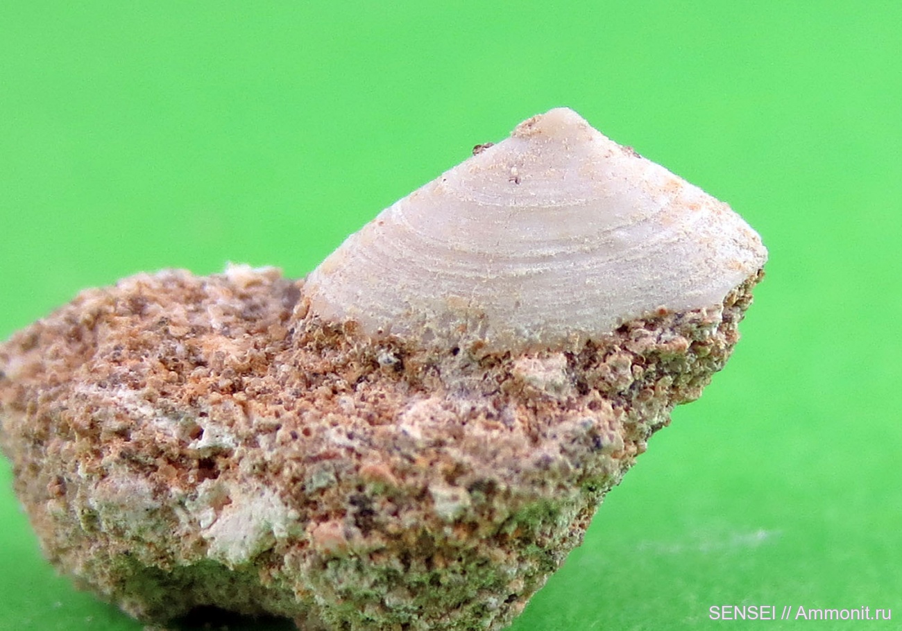 Acmaea reussi Sinz. Гастроподы.