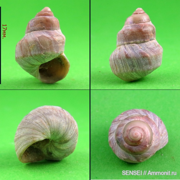 сармат, Кубань, Trochus, Trochus laevigatopodolicus, Trochus robur