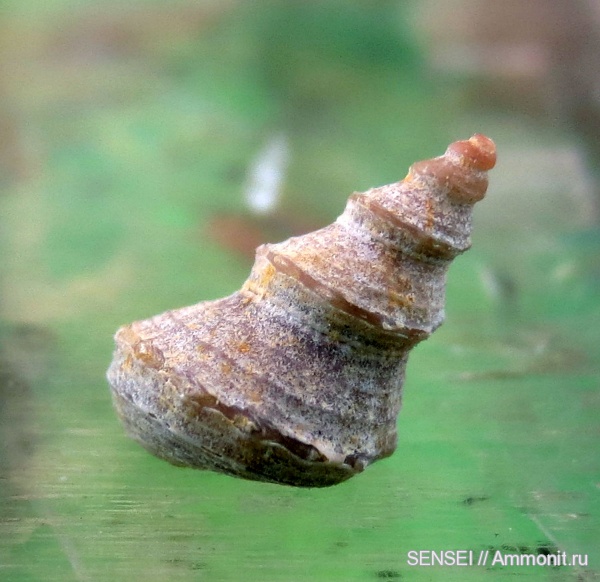 сармат, Кубань, Trochus, Trochus adelae