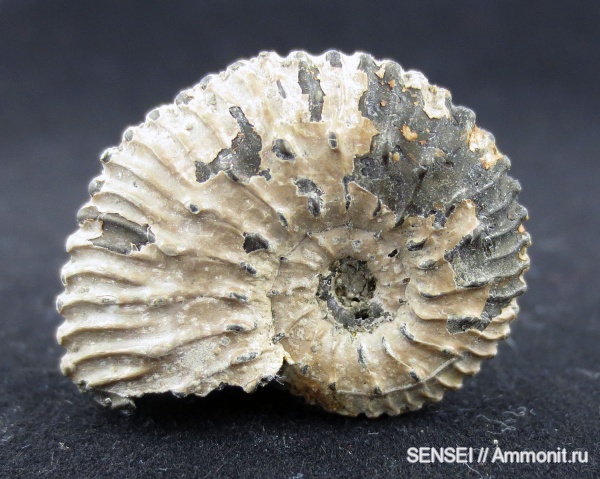 аммониты, юра, Kosmoceras, Kosmoceratidae, Ammonites, Jurassic