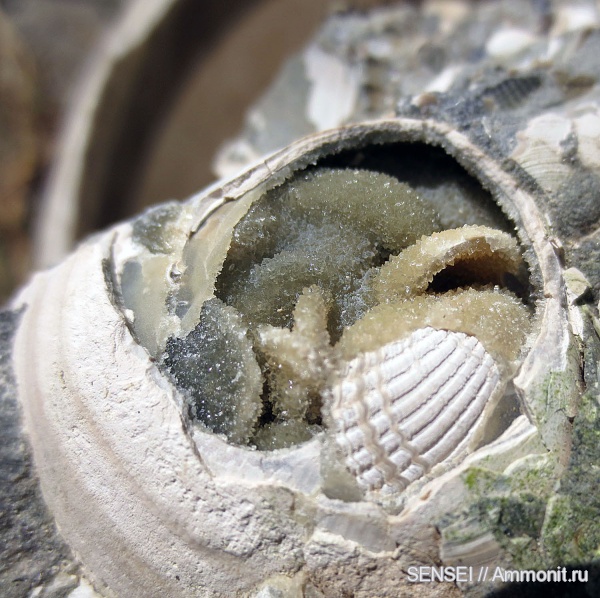 двустворки, кальцит, Cardiidae, сармат, Кубань, Mactridae