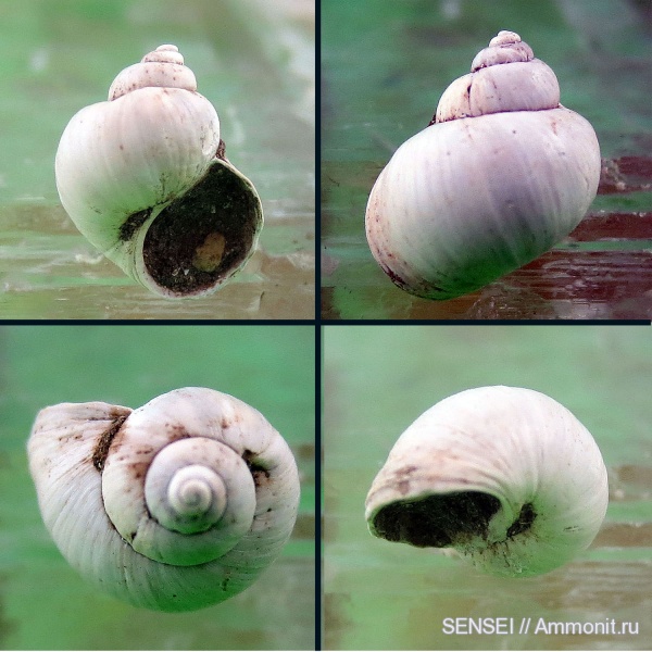 неоген, Viviparus, Кубань, Viviparidae