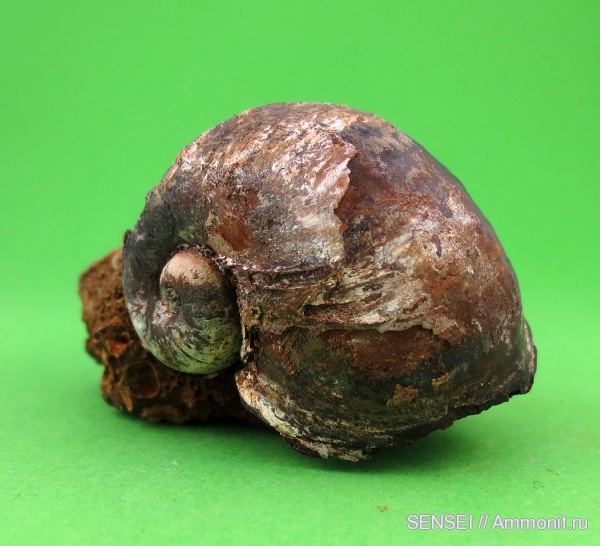 гастроподы, неоген, плиоцен, Железный Рог, Velutinopsis velutina, Lymnaeidae