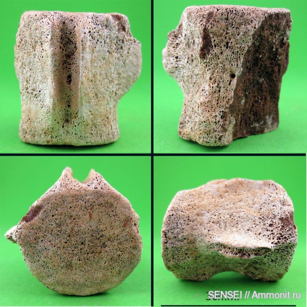 позвонки, дельфины, Кубань, Delphinidae