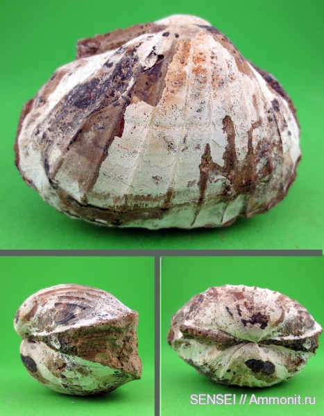 двустворки, плиоцен, киммерий, Железный Рог