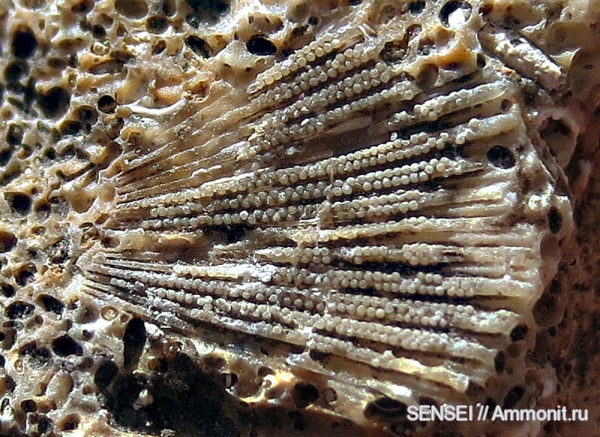 ?, проблематики, Кубань, Acetabularia