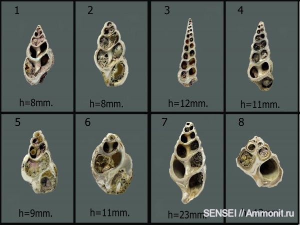 гастроподы, Кубань