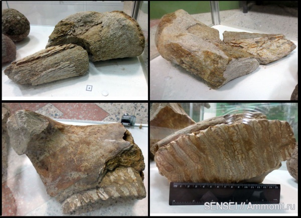 музеи, плейстоцен, Кубань