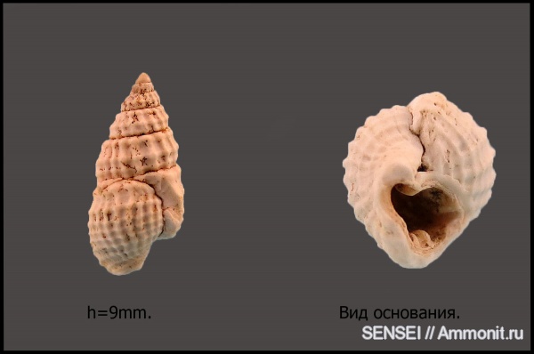 прижизненные повреждения, Кубань, Nassarius, Nassarius scrobiculatus