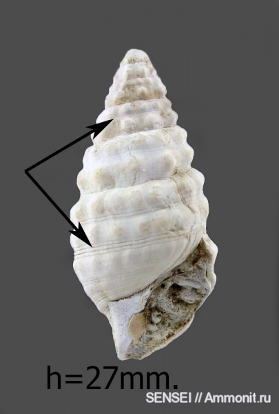 Кубань, Чокрак, Cerithium cattleyae