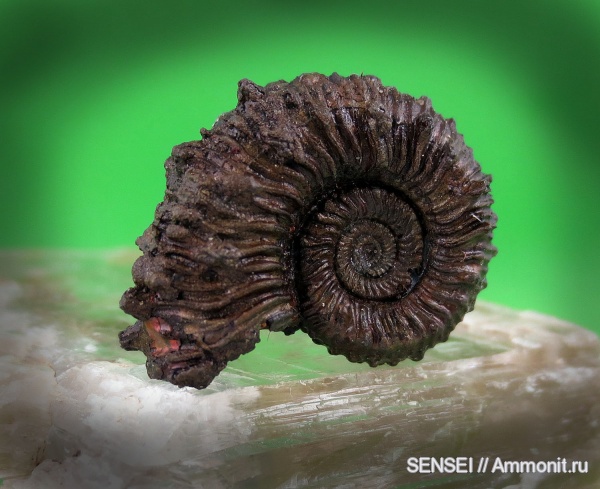 Дубки, Kosmoceras spinosum