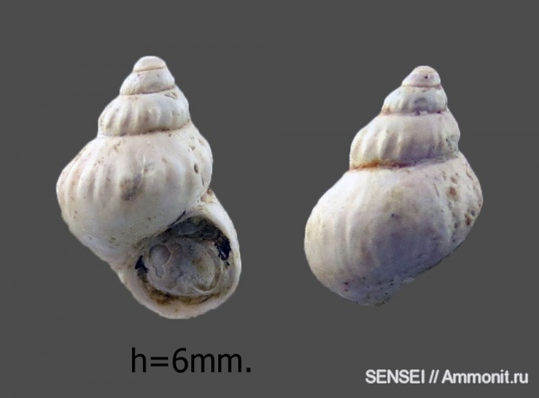 Кубань, Pusillina protogena
