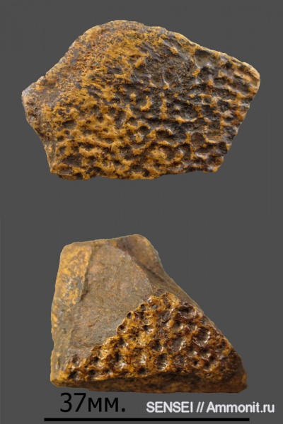 ?, Trionyx, Trionychidae, Кубань