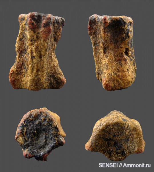 позвонки, Кубань