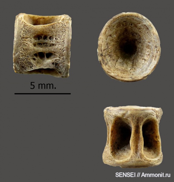 ?, позвонки, позвонки рыб, Кубань