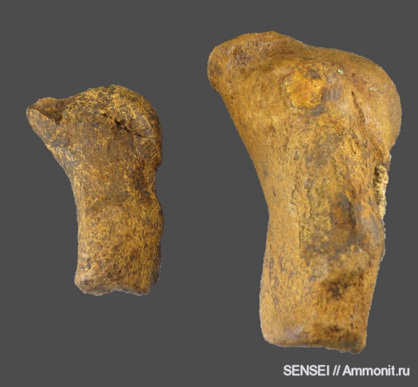 дельфины, Кубань