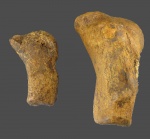 Два плеча дельфина.